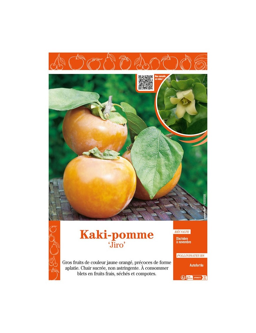 KAKI-POMME JIRO