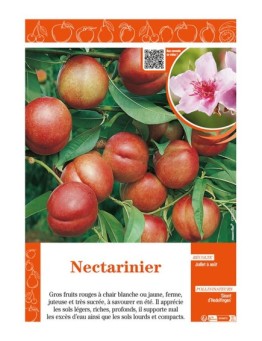 NECTARINIER