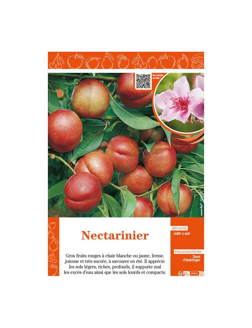 NECTARINIER