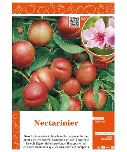 NECTARINIER