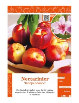 NECTARINIER INDÉPENDANCE