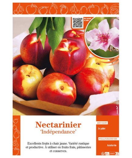 NECTARINIER INDÉPENDANCE