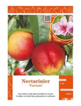 NECTARINIER FANTASIA