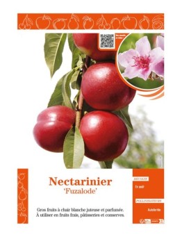 NECTARINIER FUZALODE