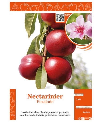 NECTARINIER FUZALODE