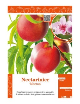 NECTARINIER MORTON