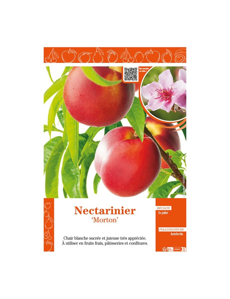 NECTARINIER MORTON