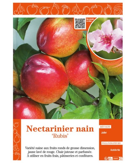 NECTARINIER NAIN RUBIS