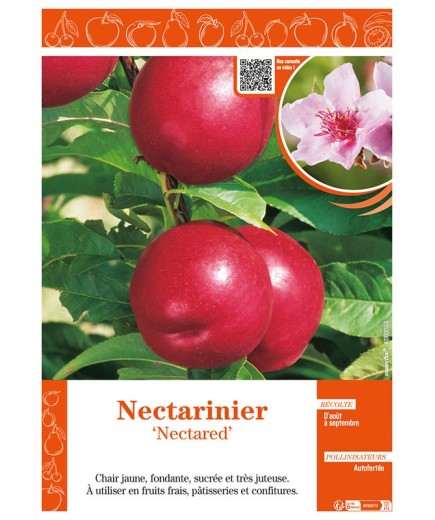 NECTARINIER NECTARED