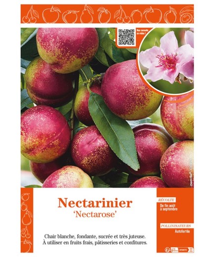 NECTARINIER NECTAROSE