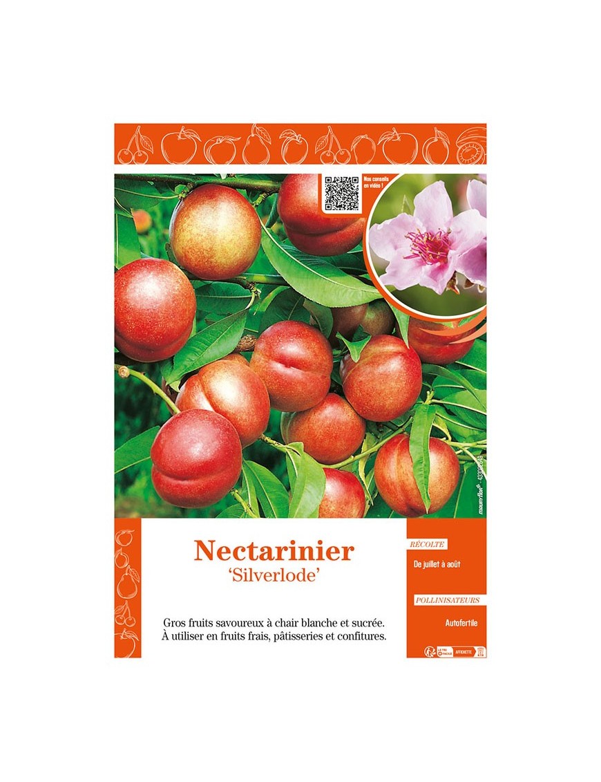 NECTARINIER SILVERLODE
