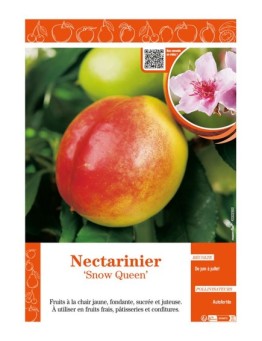NECTARINIER SNOW QUEEN