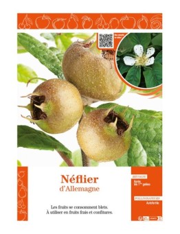 NÉFLIER D'ALLEMAGNE