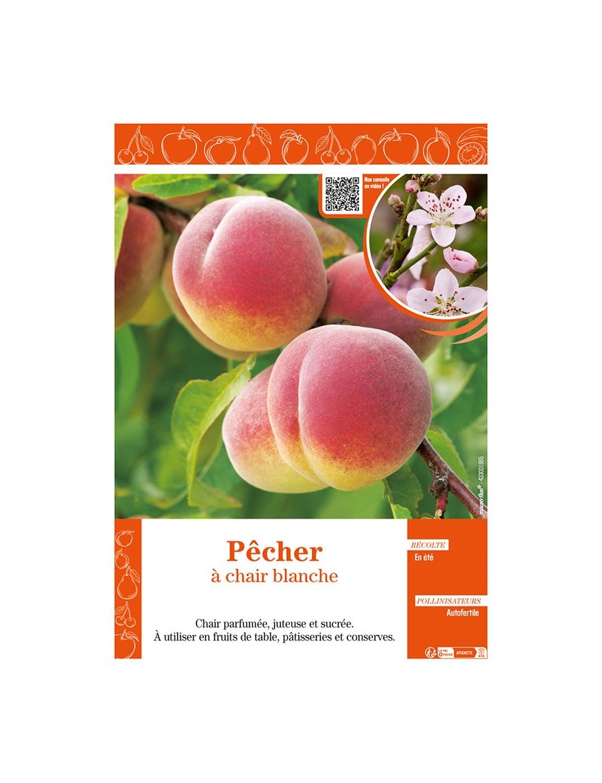 PÊCHER À CHAIR BLANCHE