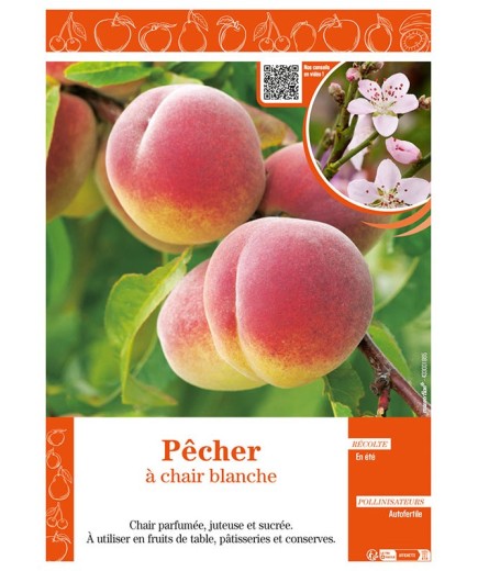 PÊCHER À CHAIR BLANCHE