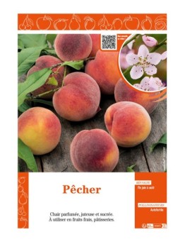 PÊCHER (À CHAIR JAUNE)