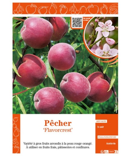PÊCHER FLAVORCREST