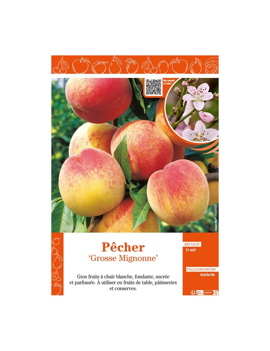 PÊCHER GROSSE MIGNONNE