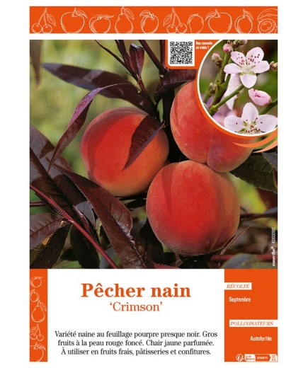 PÊCHER NAIN CRIMSON