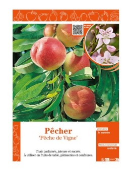 PÊCHER PÊCHE DE VIGNE