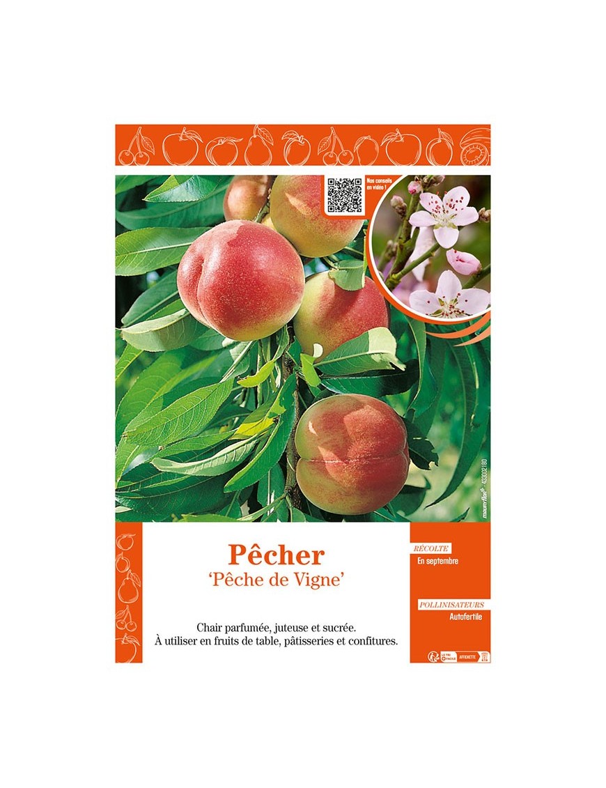 PÊCHER PÊCHE DE VIGNE