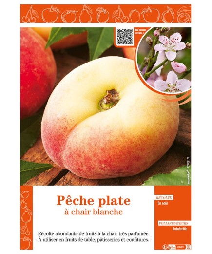 PÊCHE PLATE À CHAIR BLANCHE