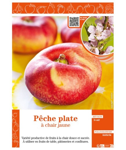 PÊCHE PLATE À CHAIR JAUNE