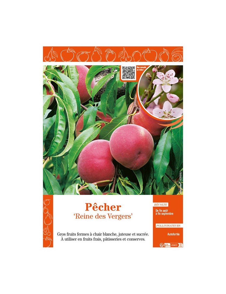 PÊCHER REINE DES VERGERS