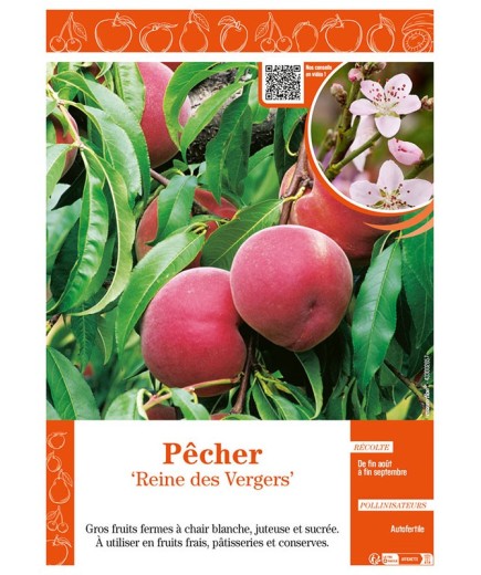 PÊCHER REINE DES VERGERS