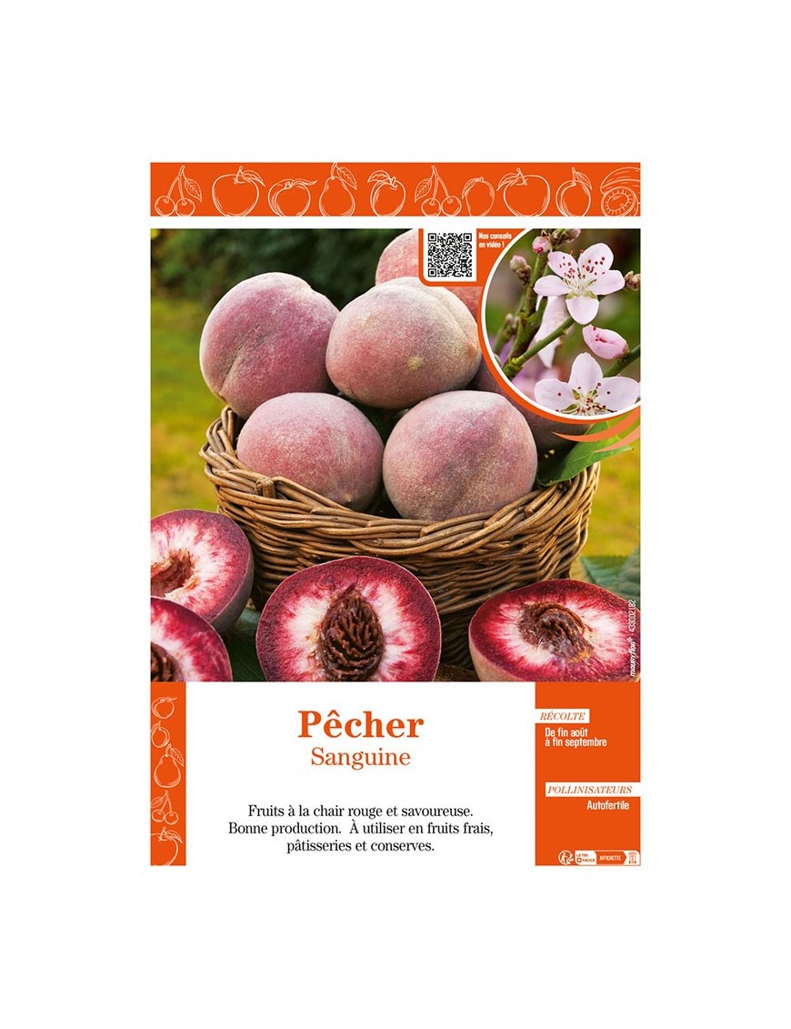 PÊCHER SANGUINE