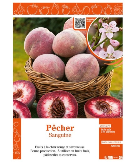 PÊCHER SANGUINE