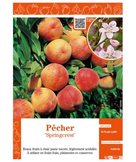 PÊCHER SPRINGCREST