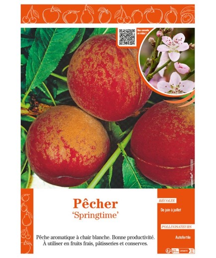 PÊCHER SPRINGTIME