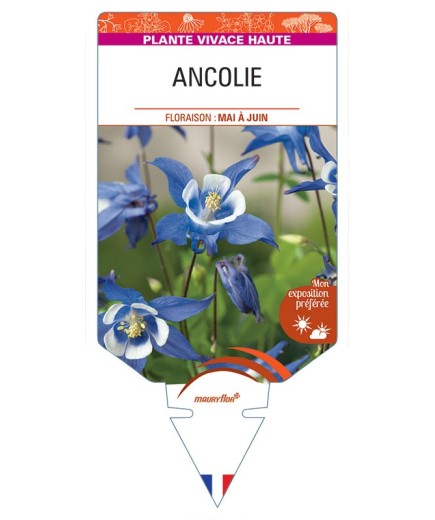 AQUILEGIA VULGARIS voir Ancolie (bleu blanc)