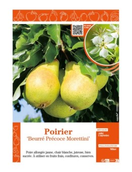 POIRIER BEURRÉ PRÉCOCE MORETTINI