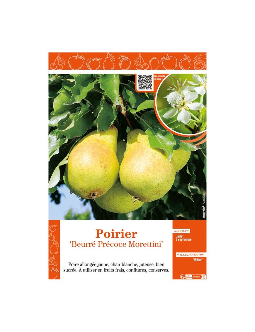 POIRIER BEURRÉ PRÉCOCE MORETTINI