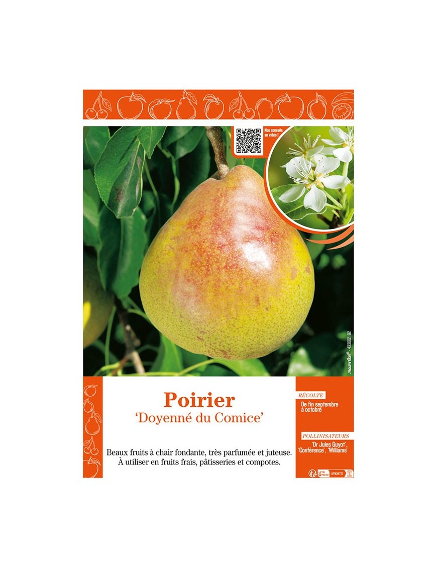 POIRIER DOYENNÉ DU COMICE