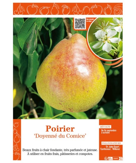 POIRIER DOYENNÉ DU COMICE