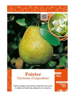 POIRIER DUCHESSE D'ANGOULÊME