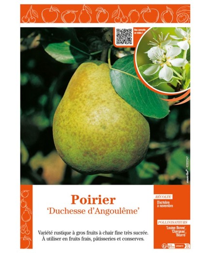 POIRIER DUCHESSE D'ANGOULÊME