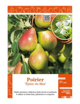 POIRIER ÉPINE DU MAS