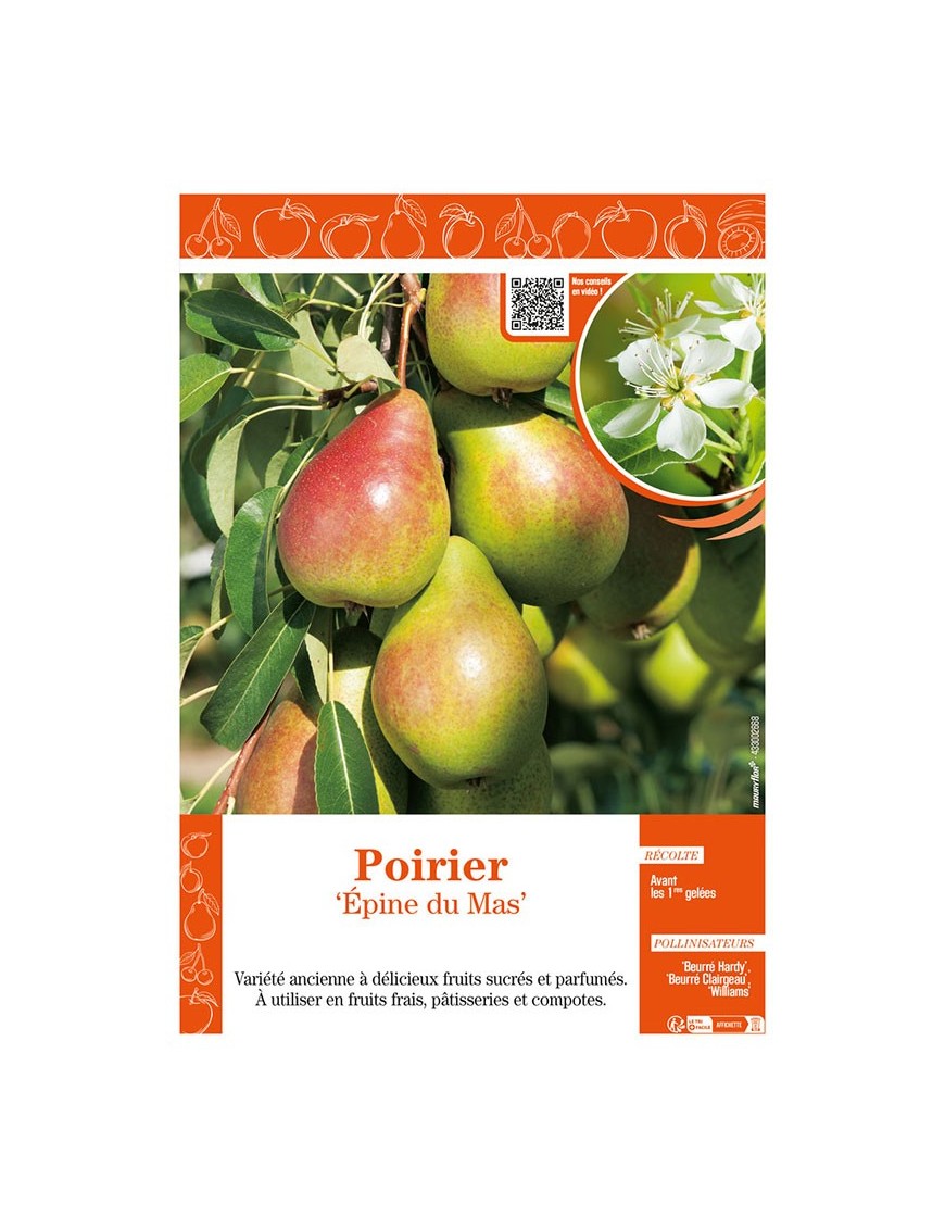 POIRIER ÉPINE DU MAS