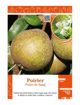 POIRIER POIRE DE SANG