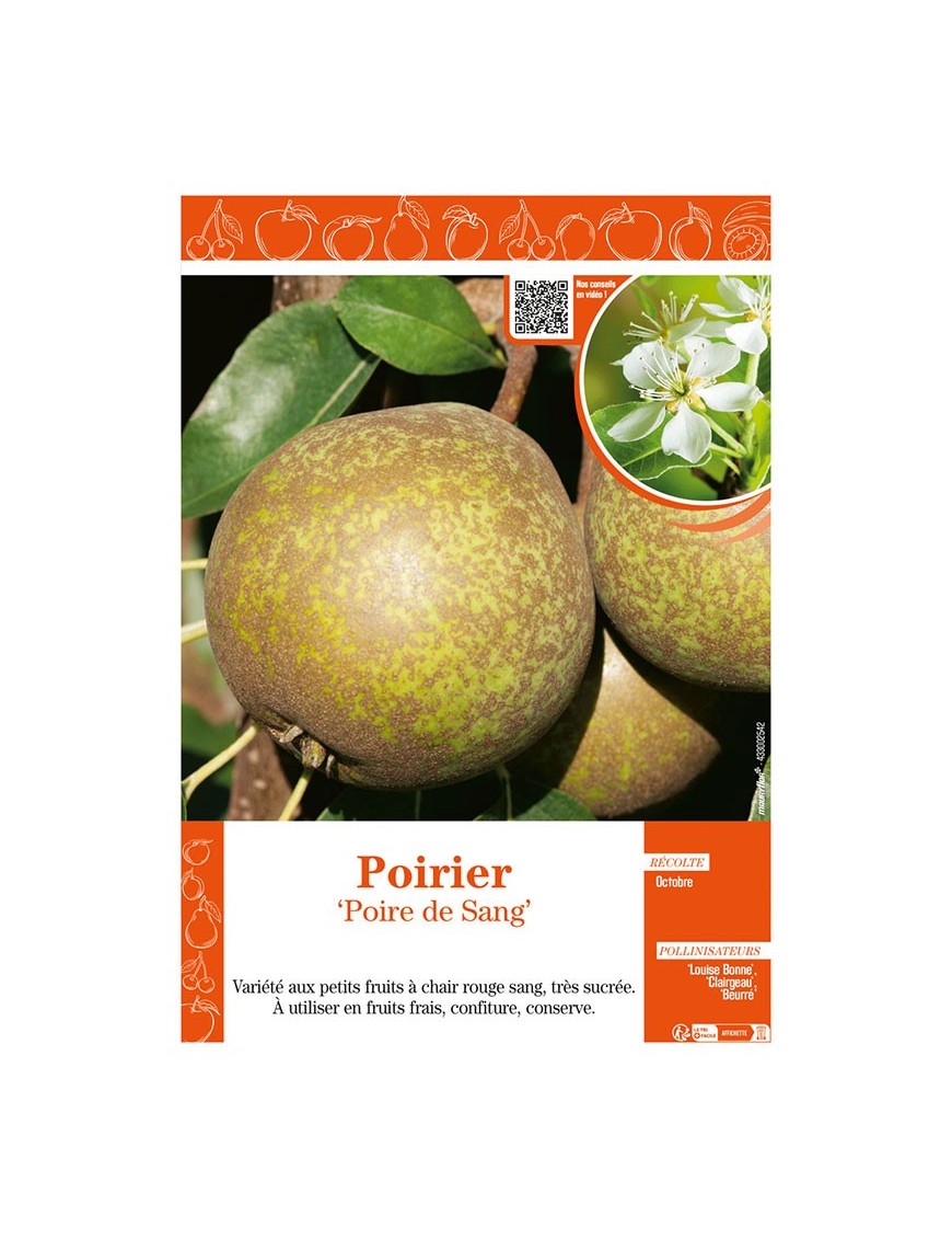 POIRIER POIRE DE SANG