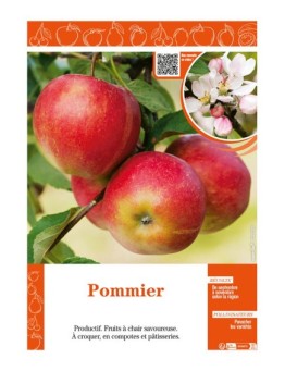 POMMIER (SANS NOM)