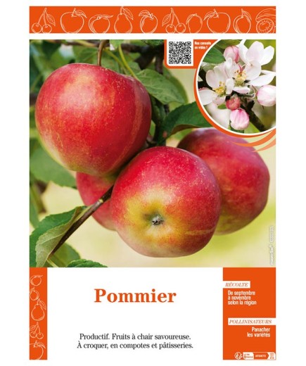POMMIER (SANS NOM)