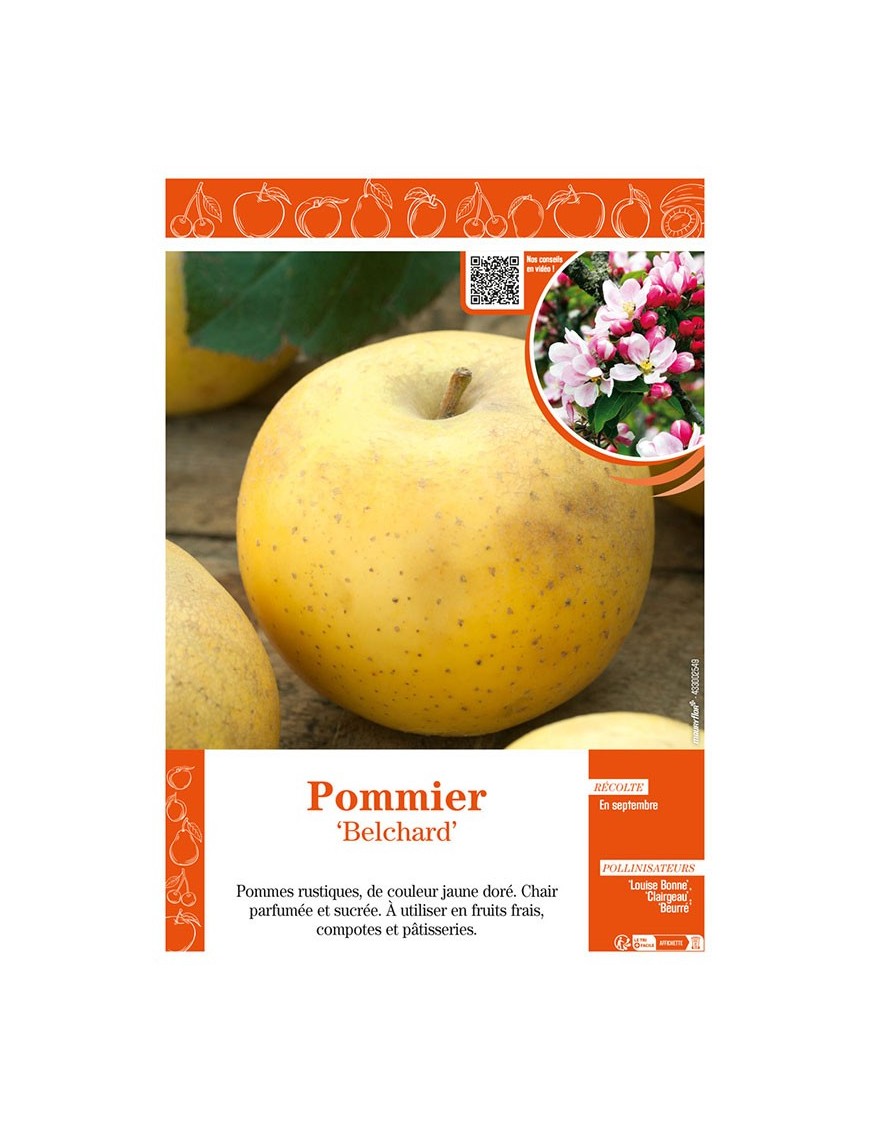 POMMIER BELCHARD CHANTECLERC