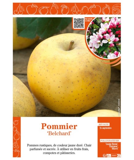 POMMIER BELCHARD CHANTECLERC