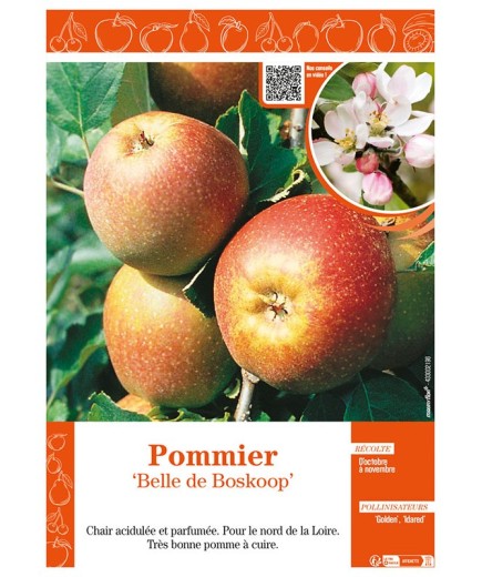 POMMIER BELLE DE BOSKOOP