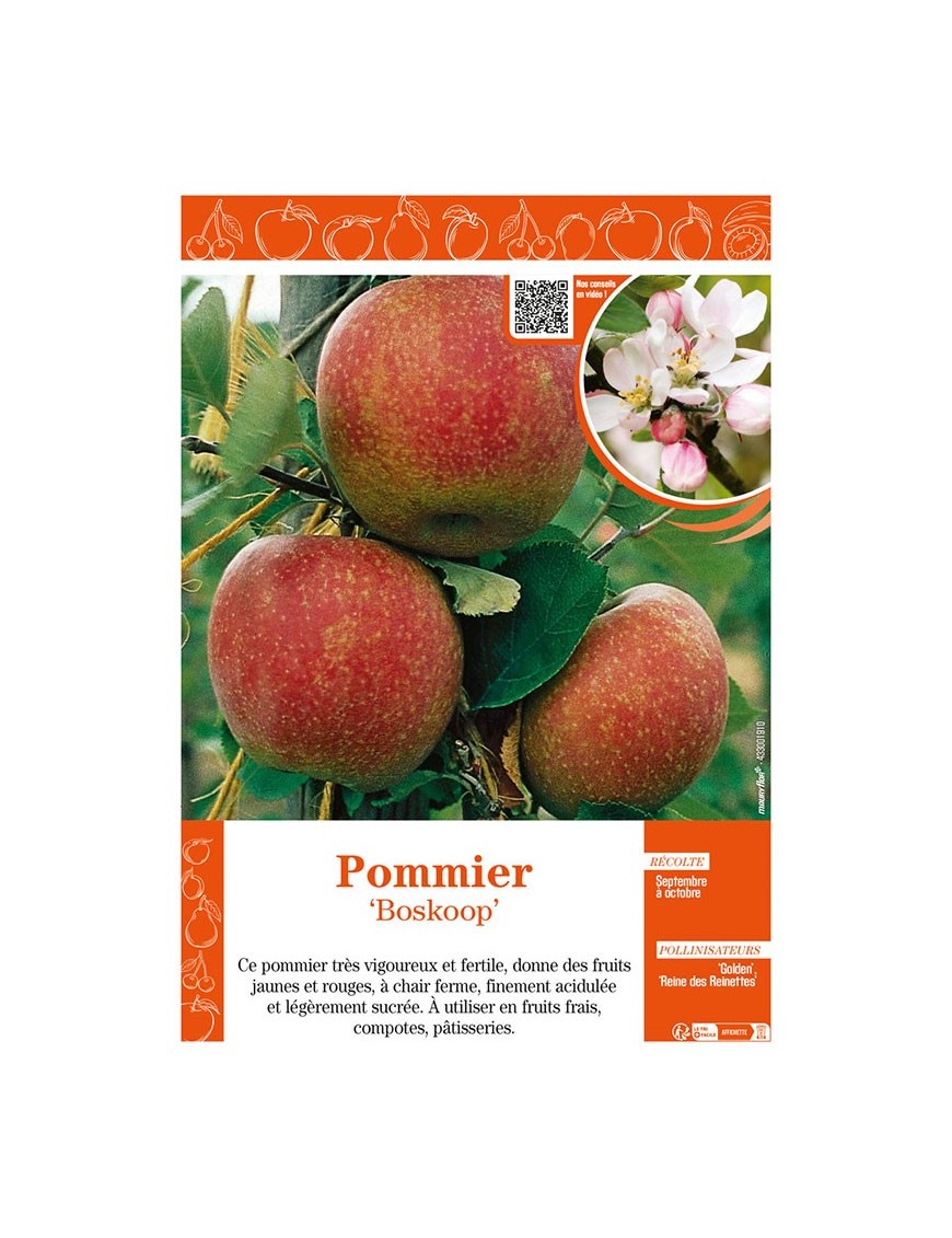 POMMIER BOSKOOP